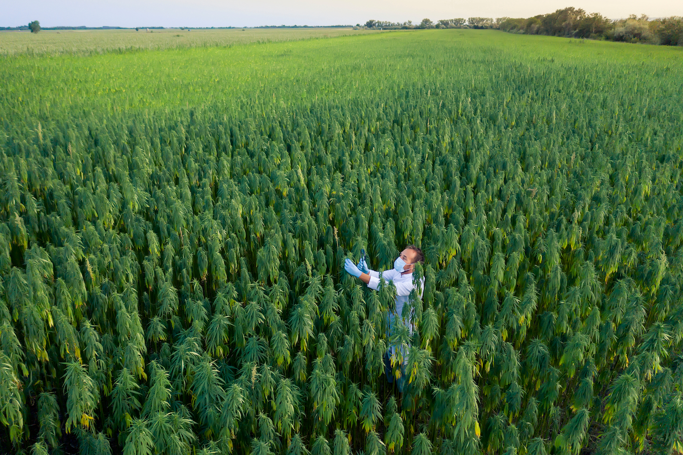 Green 💚 We use hemp for pads because it's carbon sequestering